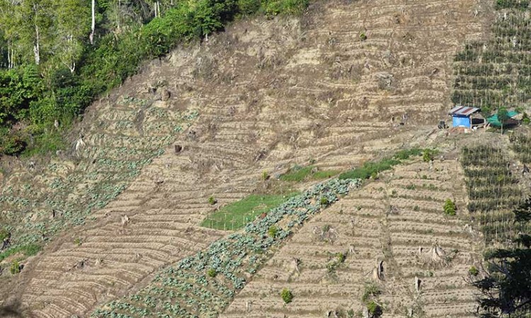 ALIH FUNGSI HUTAN UNTUK KEBUN