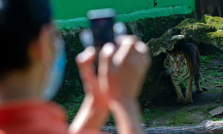 SIARAN LANGSUNG DARING HARIMAU SUMATERA