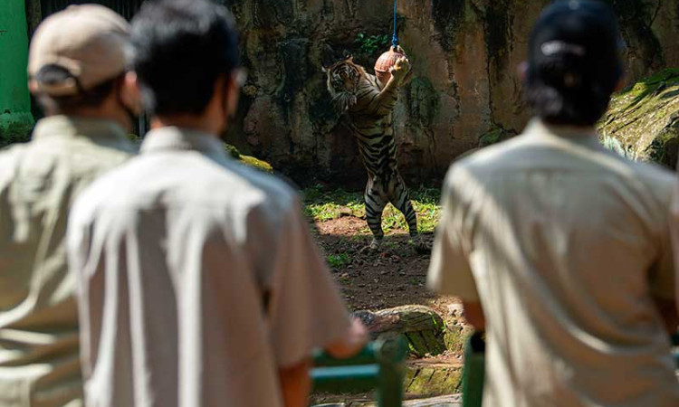 SIARAN LANGSUNG DARING HARIMAU SUMATERA