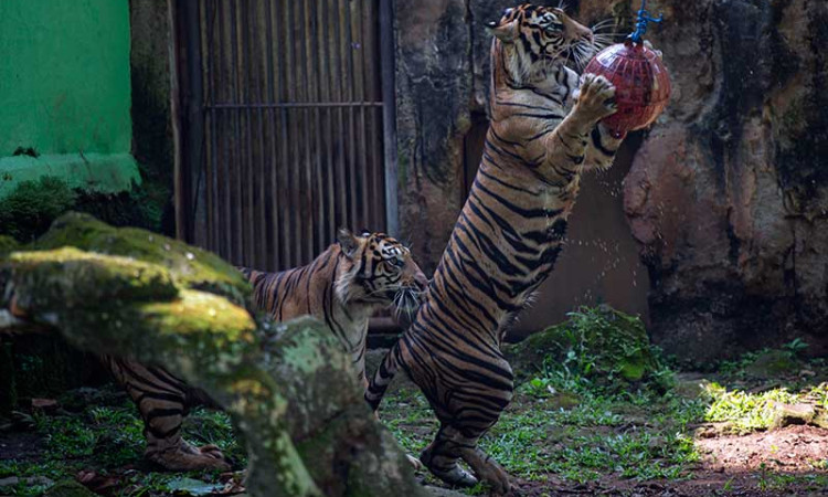 SIARAN LANGSUNG DARING HARIMAU SUMATERA
