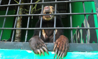 PERAWATAN BERUANG MADU SITAAN DI JAMBI