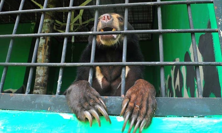 PERAWATAN BERUANG MADU SITAAN DI JAMBI