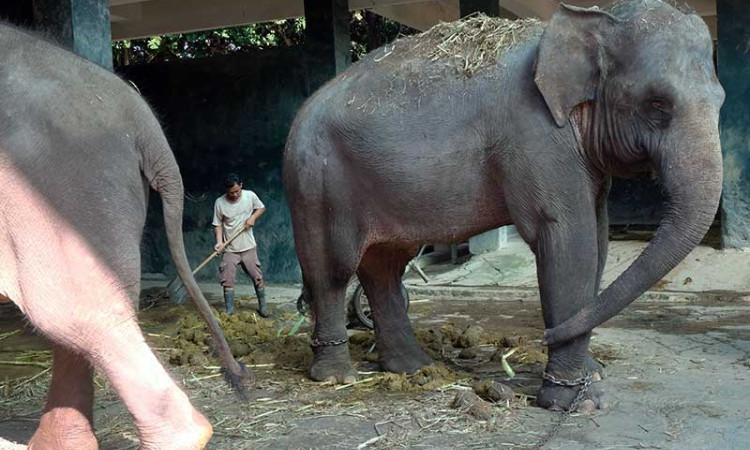 PERAWATAN GAJAH TWC BOROBUDUR