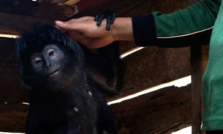 LUTUNG JAWA DIAMANKAN WARGA