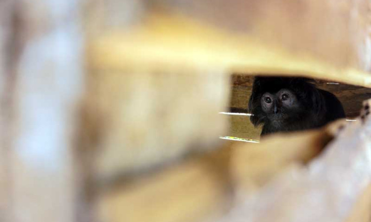LUTUNG JAWA DIAMANKAN WARGA