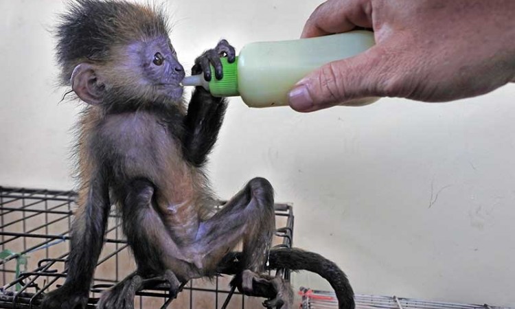 Anak Lutung dan Kancil Dibebaskan dari Pedagang Ilegal di Serang