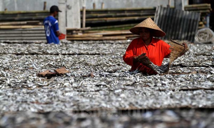 Produksi Ikan Asin di Muara Angke Mencapai 6 ton per Hari