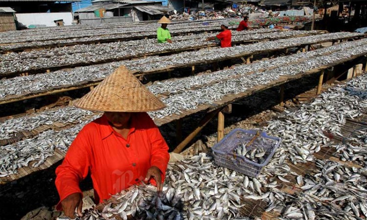 Produksi Ikan Asin di Muara Angke Mencapai 6 ton per Hari