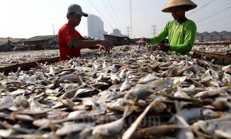 Produksi Ikan Asin di Muara Angke Mencapai 6 ton per Hari