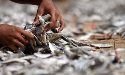 Produksi Ikan Asin di Muara Angke Mencapai 6 ton per Hari