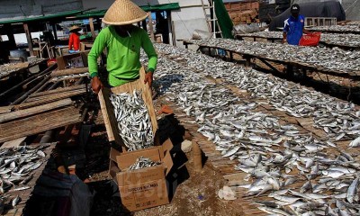 Produksi Ikan Asin di Muara Angke Mencapai 6 ton per Hari