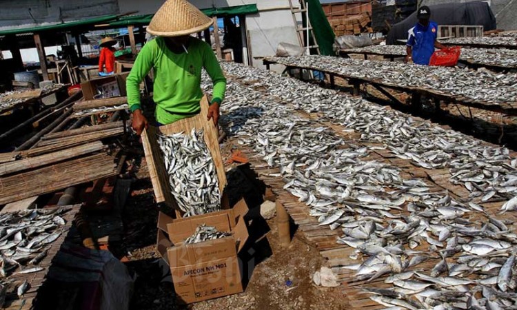 Produksi Ikan Asin di Muara Angke Mencapai 6 ton per Hari