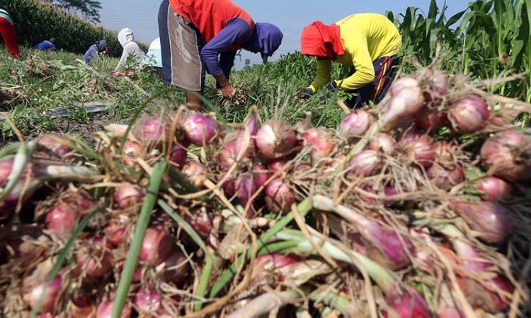 Diserang Ulat Grayak, Petani Bawang Merah Terpaksa Panen Dini