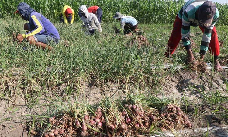 Diserang Ulat Grayak, Petani Bawang Merah Terpaksa Panen Dini