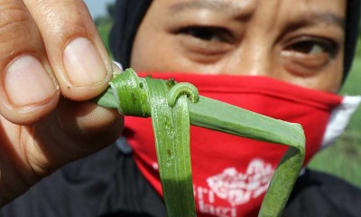 Diserang Ulat Grayak, Petani Bawang Merah Terpaksa Panen Dini