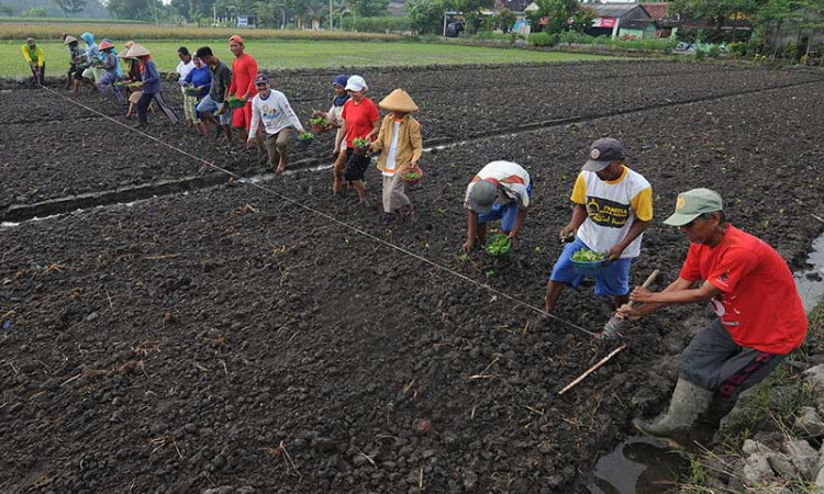Warga Gotong Royong Tanam Bibit Tembakau