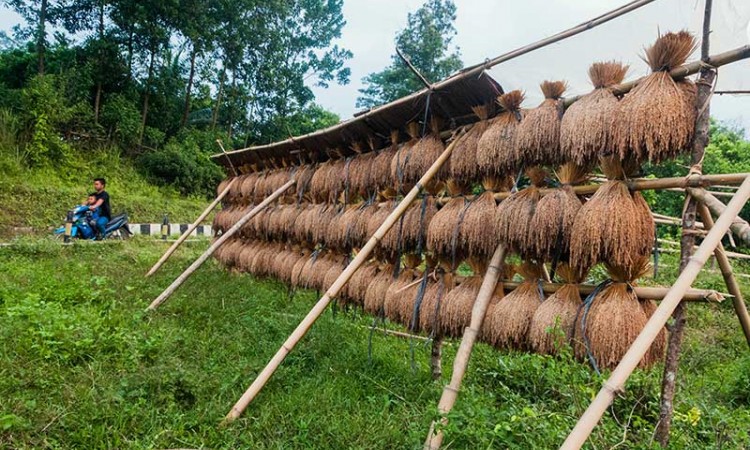 Tradisi Menjemur Padi Khas Kasepuhan Sunda