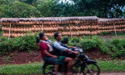 Tradisi Menjemur Padi Khas Kasepuhan Sunda