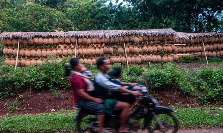 Tradisi Menjemur Padi Khas Kasepuhan Sunda