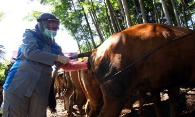 Pemeriksaan Kesehatan Sapi Peternakan Warga