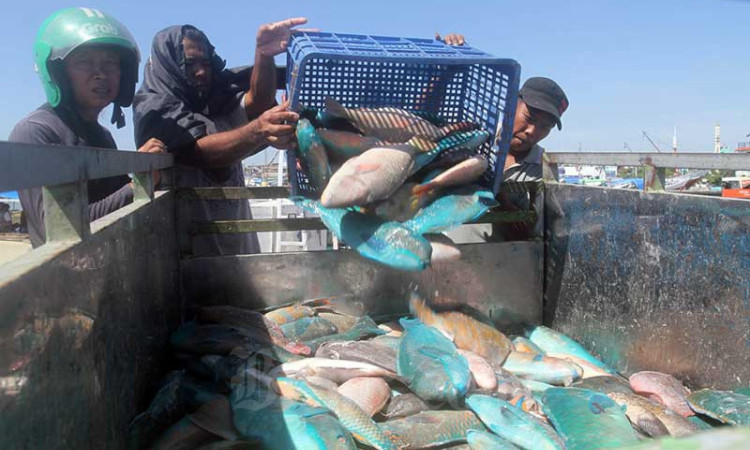 Permintaan Ekspor Ikan Menurun, Gudang Penyimpanan Ikan di Makassar Penuh