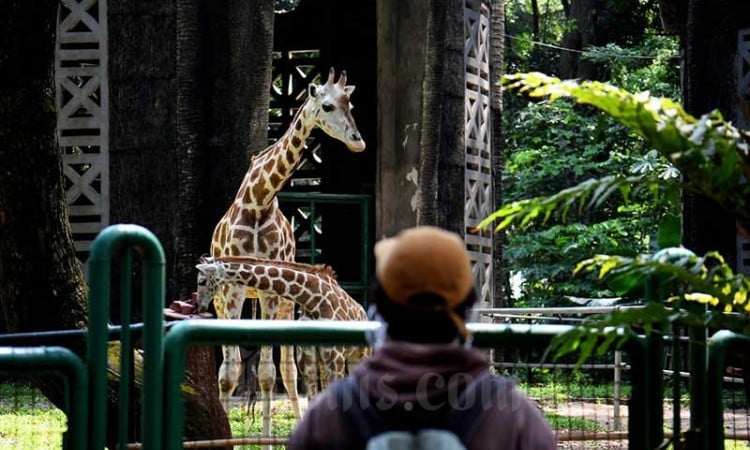 Kebun Binatang Ragunan Hanya Memperbolehkan Pengunjung Ber-KTP DKI Jakarta