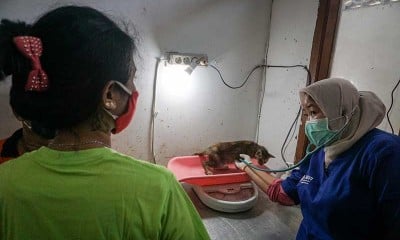 Aksi Sosial Donor Darah Kucing di Solo