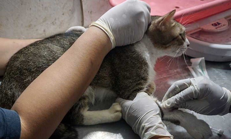 Aksi Sosial Donor Darah Kucing di Solo