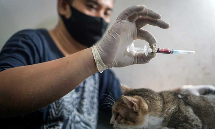 Aksi Sosial Donor Darah Kucing di Solo