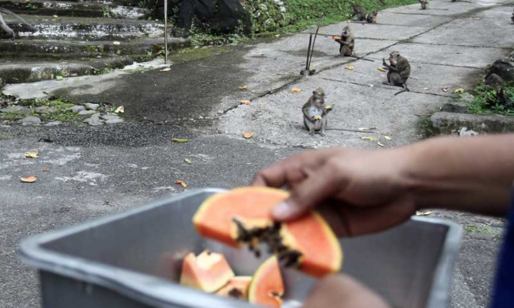 Relawan Beri Makan Monyet Ekor Panjang di Lereng Gunung Merapi