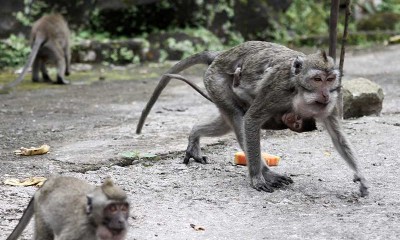 Relawan Beri Makan Monyet Ekor Panjang di Lereng Gunung Merapi