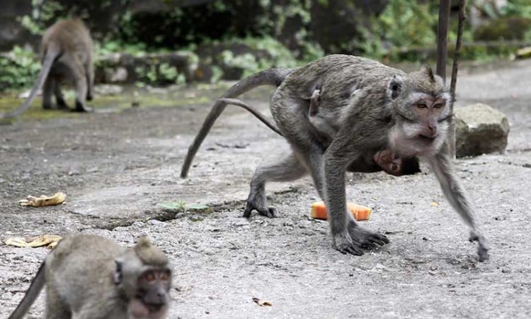 Relawan Beri Makan Monyet Ekor Panjang di Lereng Gunung Merapi