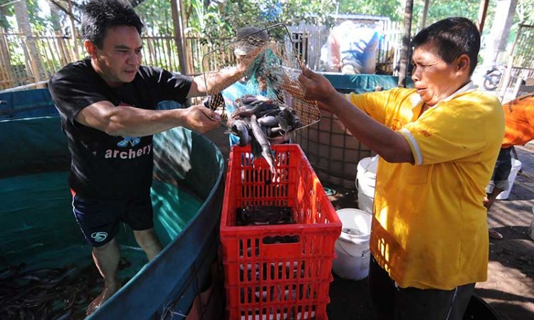 Warga Penyandang Disabilitas di Klaten Dilatih Ternak Ikan Lele