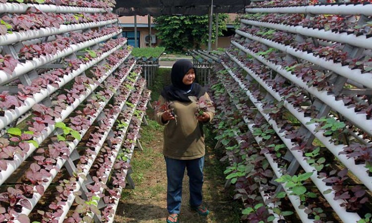 Masa Pandemi Covid-19, Penjualan Sayuran Hidroponik Meningkat 200 Persen