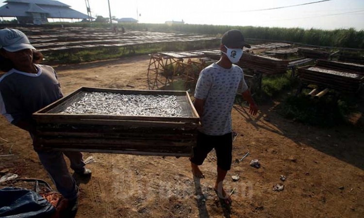 Nelayan Kesulitan Ekspor Ikan Asin Karena Pandemi Covid-19