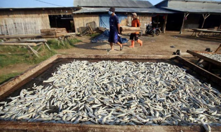Nelayan Kesulitan Ekspor Ikan Asin Karena Pandemi Covid-19