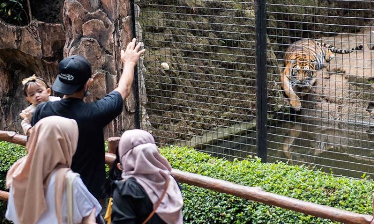 Kebun Binatang Bandung Kembali Dibuka Untuk Umum