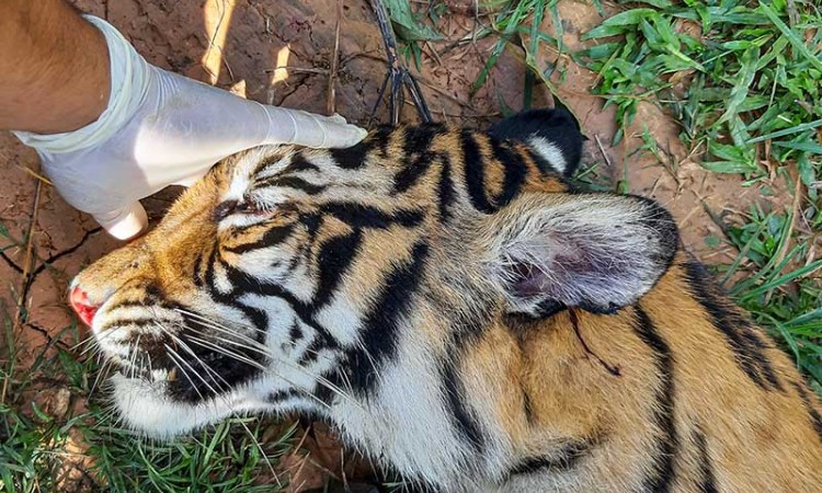 Harimau Sumatra di Aceh Mati Diracun