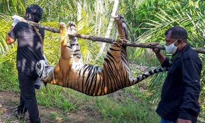 Harimau Sumatra di Aceh Mati Diracun