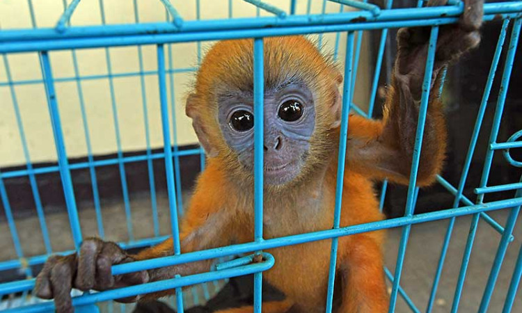 BKSDA Banten Amankan Lutung Jawa, Burung Kakaktua dan Kukang Jawa Yang Dipelihara Warga