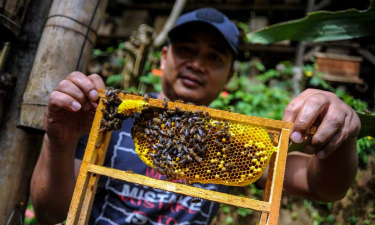 Produsen Madu di Lembang Jawa Barat Tembus Pasar Internasional
