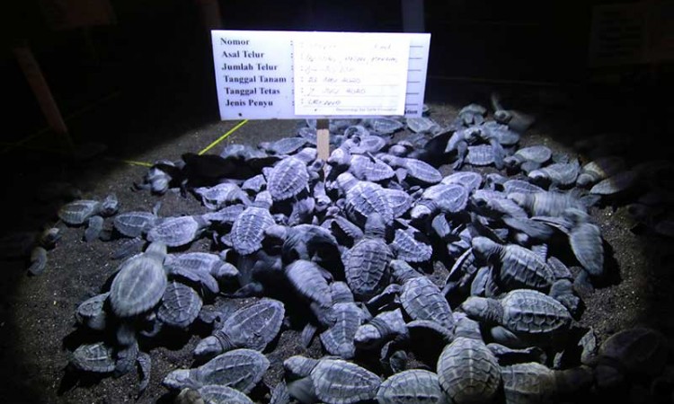 Penetasan Telur Penyu Secara Alami di Penangkaran Banyuwangi Sea Turtle Foundation