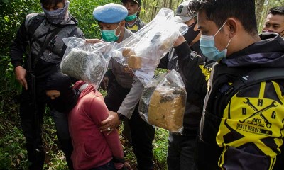 Polisi Temukan Lahan Ganja Seluas Satu Hektar di Cimahi Jawa Barat