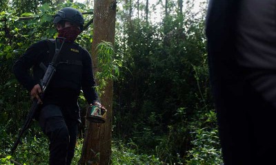 Polisi Temukan Lahan Ganja Seluas Satu Hektar di Cimahi Jawa Barat
