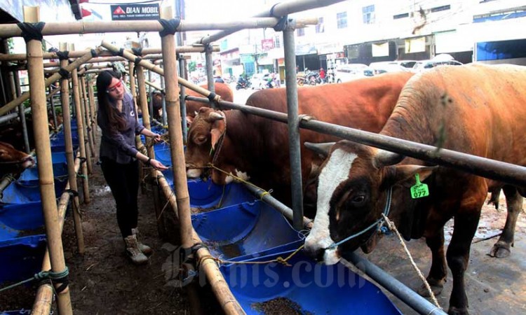 Masa Pendemi Covid-19, SPG-SPG Cantik Ini Jualan Hewan Kurban