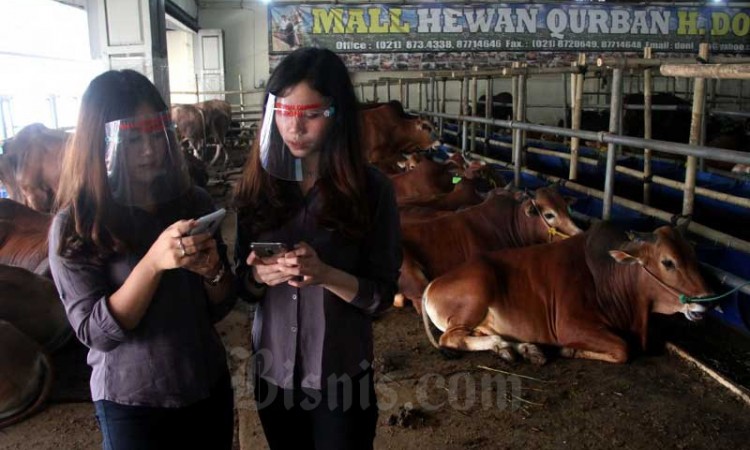 Masa Pendemi Covid-19, SPG-SPG Cantik Ini Jualan Hewan Kurban