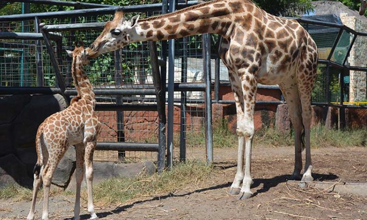Bayi Jerapah di Maharani Zoo Paciran Lamongan Diberi Nama Kindi