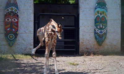 Bayi Jerapah di Maharani Zoo Paciran Lamongan Diberi Nama Kindi