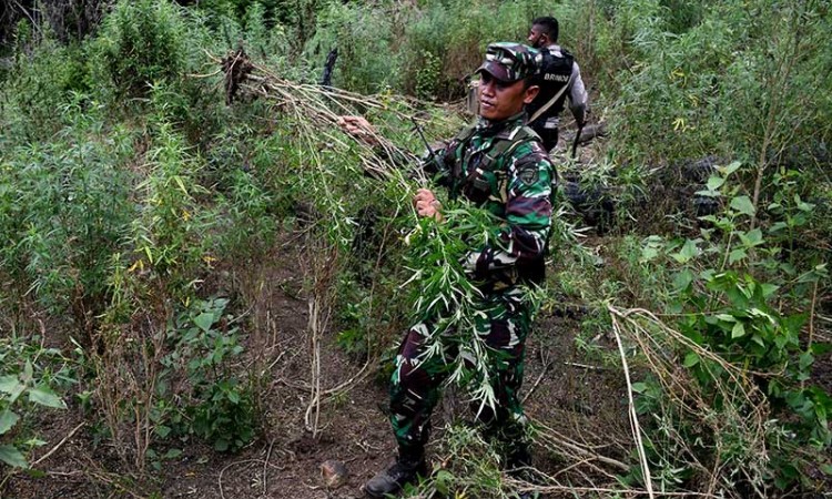Tim Gabungan Musnahkan Ladang Ganja Seluas 1,5 Hektare di Aceh