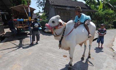 Peternak Sapi di Jawa Tengah Gelar Kirab Sebagai Wujud Syukur Terjualnya Sapi Mereka